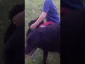 CROATIAN SHEEPDOG PUPPIES の動画、YouTube動画。