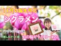 11月の誕生月花シクラメンと秋の妖精たち(@nijiroco )