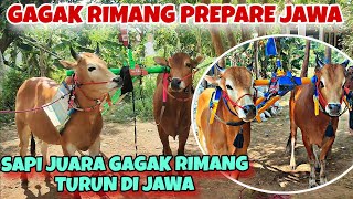 SANG JUARA EVENT MONCONG PUTIH MILIK GRT ADA DI JAWA || TAMPILKAH DI PERANG BINTANG TEMPURAN ??