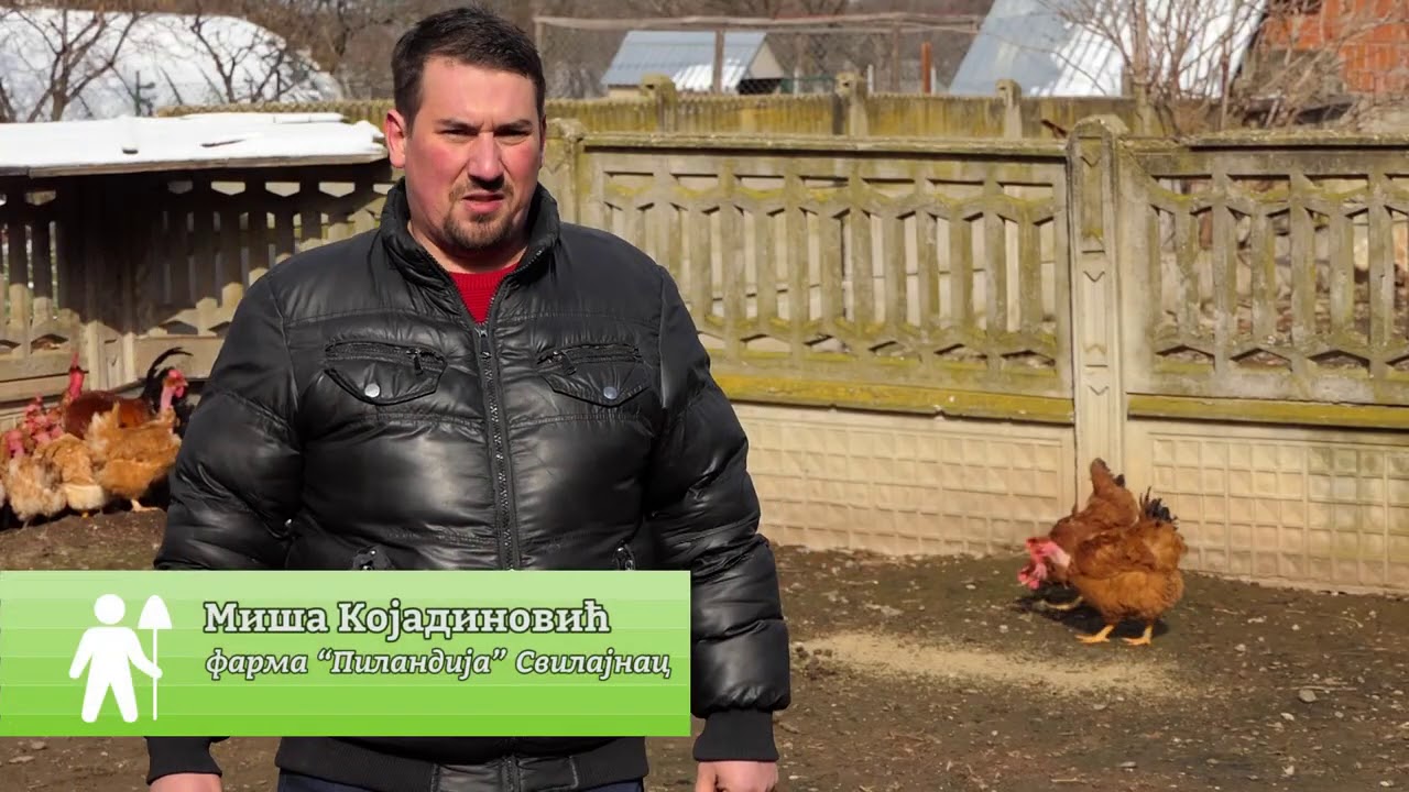 Domaćine kako radiš 15.02.2021. Živinarstvo, banatski gološijan, Kikinda, Svilajnac