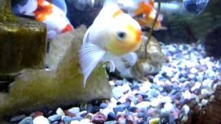 桜東錦2匹と白オランダ獅子頭