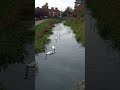 swans on the river freshney.