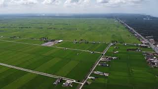 [Drone Shot] Paddy Field under Sunny Day at Sekinchan, Selangor, Malaysia.
