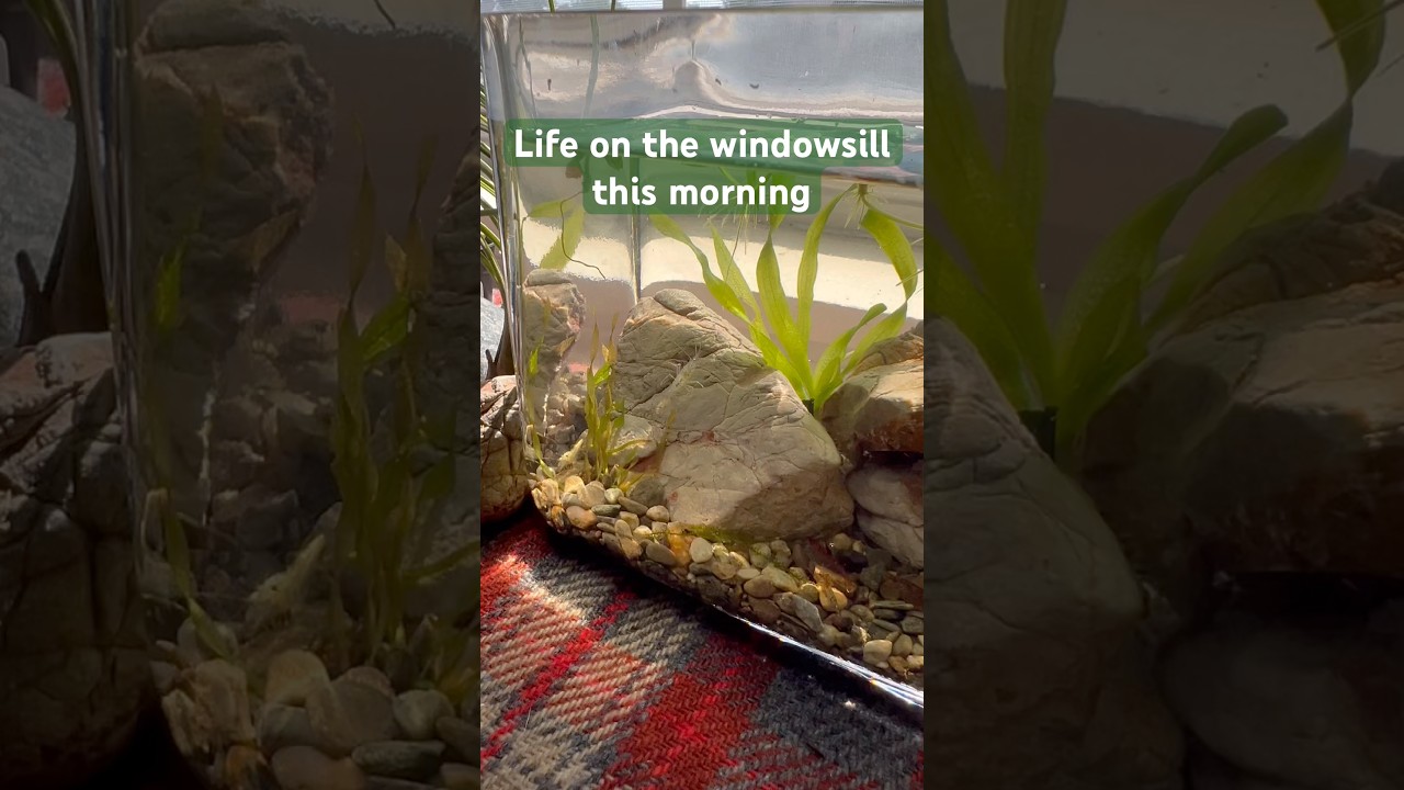 new home for shrimp nobody wants  #shrimpkeeping #nanotank #plantedtank #newhome #naturelover