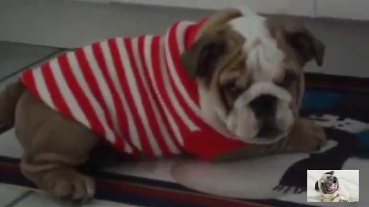 Cute Puppies Wearing Sweaters Compilation 2015 * BestUsaPuppies * YouTube