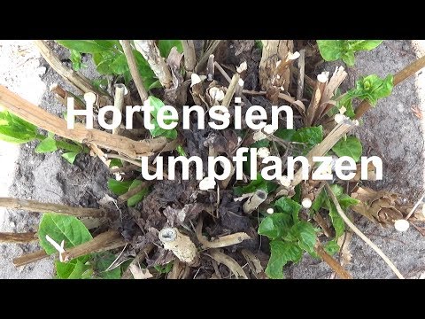 Video: Hortensie umpflanzen - wann und wie man Hortensiensträucher umpflanzt