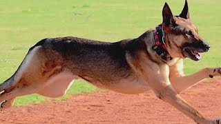 Wild chase ends with suspect dead, K-9 hurt | FOX 5 News