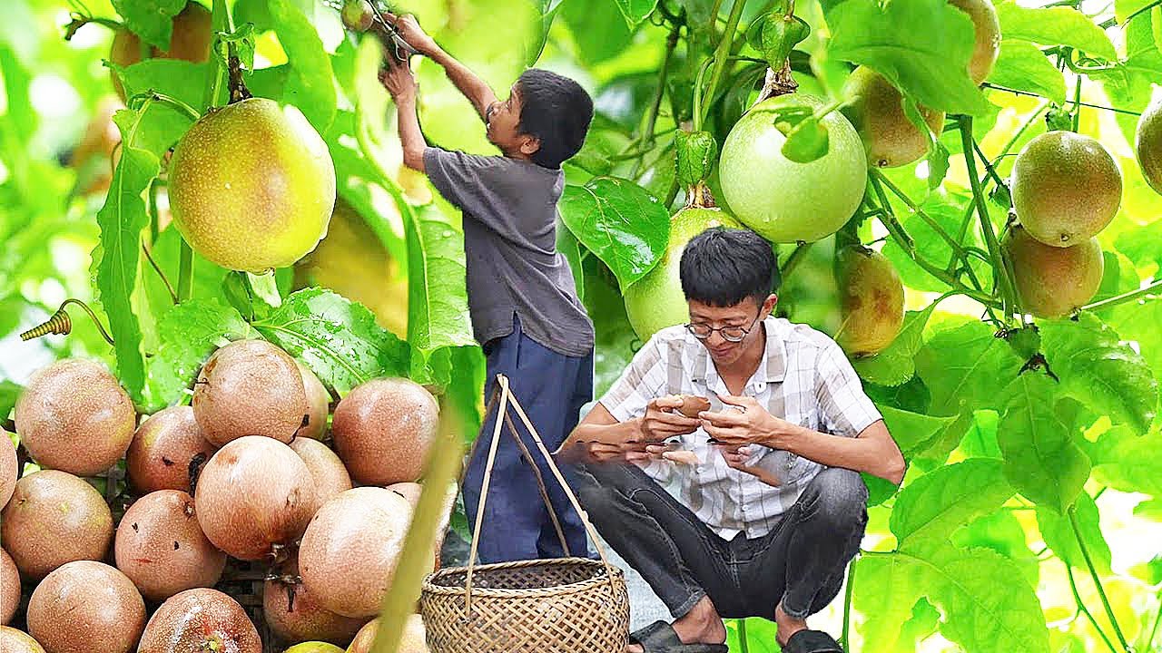 酥黄的羊脚，金黄的百香果汁。今日丰盛的晚餐，痛痛快快吃一顿丨合集