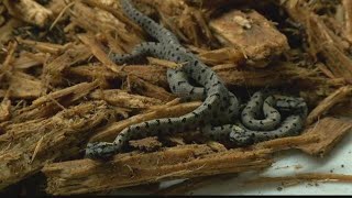 Table Rock Lake among top spots in Missouri to encounter rattlesnakes