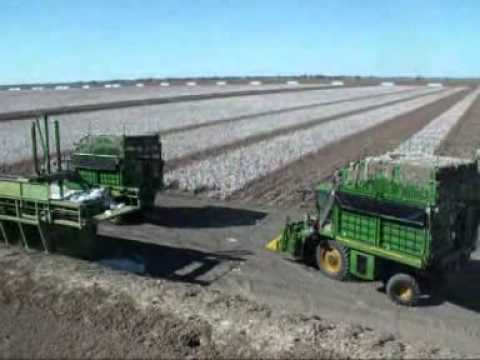 Cotton Picking - Mungindi, NSW, Australia - April 2010