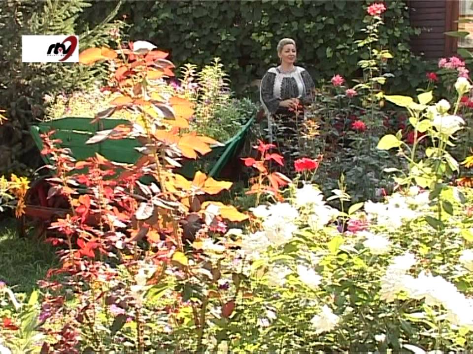 Elena Grama - Pentru bani omul alearga