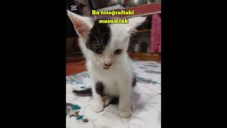 Asillik Benim Kedimin Göbek Adı