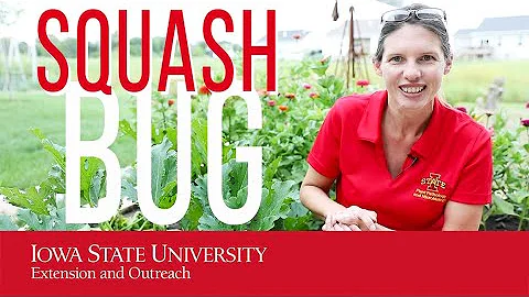 Squash Bug (NOT Stink Bug...or Squash Vine Borer!)