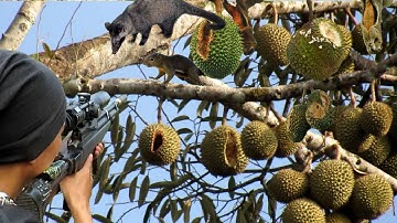Ketahuan! Inilah Hama Nakal yang Bikin Durian Gagal Panen!"