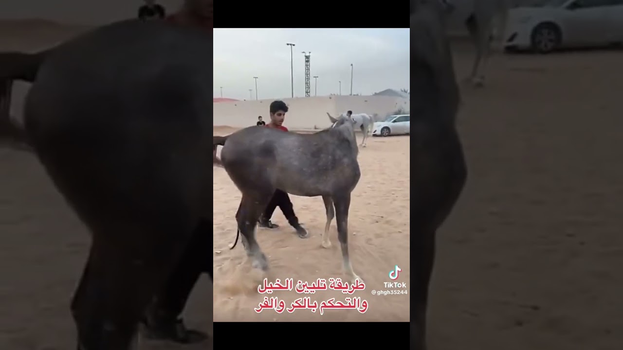 فك اقفال الحصان على الطريقة العربيه القديمه - ابو عبد الكريم