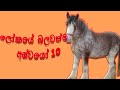 Top 10 Most Powerful Horses In The World Sinhala | ලෝකයේ  බලවත්ම අශ්වයෝ 10