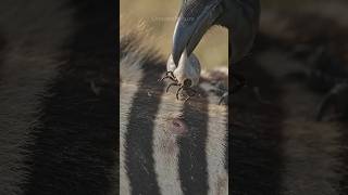 Raven vs parasite- Nature's surgical cleaning bird. #wildlife #birds #safari #animals #foryoupage