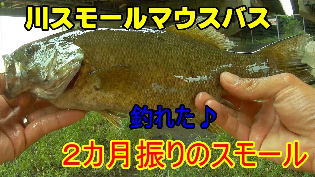 Ken Z スモールマウスバス 釣りtube Youtube Channel Analytics And Report Powered By Noxinfluencer Mobile