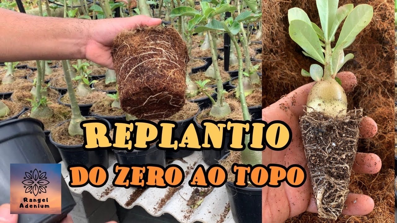 Rosa do Deserto Replantio do Zero ao Topo