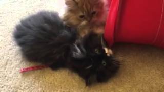 Persuan kittens playing - Simba, splash and Spike by NJ family 205 views 8 years ago 2 minutes, 52 seconds