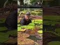 The secret to growing massive water lilies!
