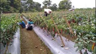 Panen Cabe Besar lokal Tanjung 5000 pohon