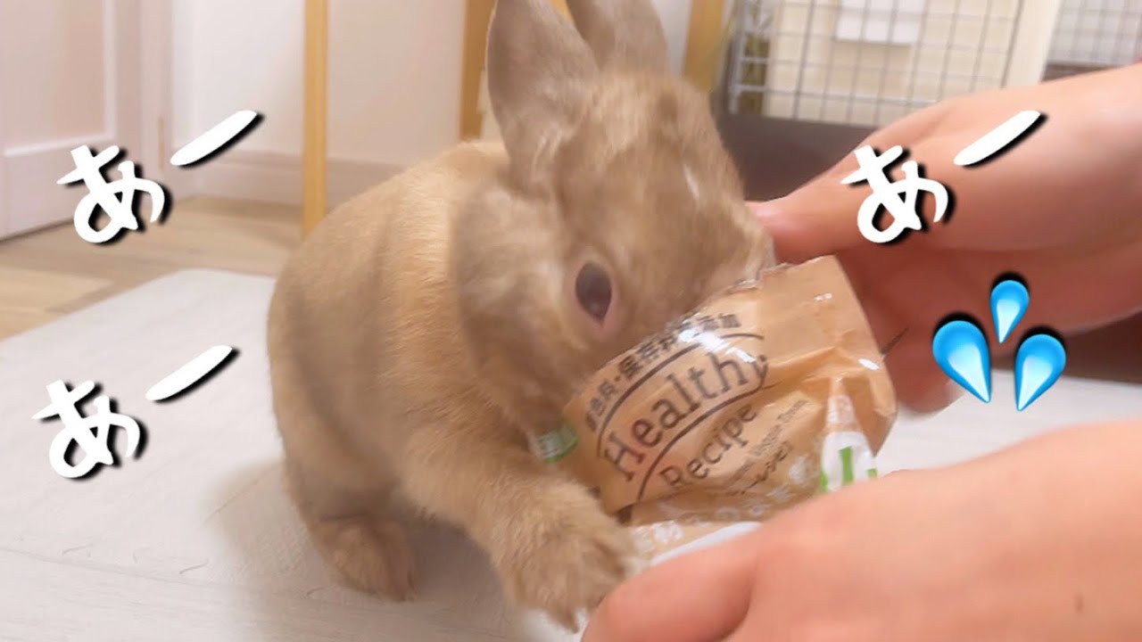 うさぎのオヤツ】ウサギ用ヘルシーな、オススメのオヤツ見つけました