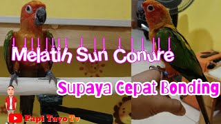 Melatih Sun Conure | Supaya Cepat Jinak | Bonding