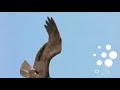 وكأين من دابة لاتحمل رزقها الله يرزقها وإياكم كيف يقلق عبد في شأن رزقه وهذا كلام ربه ياسرالدوسري وكأين من دابة لاتحمل رزقها الله يرزقها وإياكم كيف يقلق عبد في شأن رزقه وهذا كلام ربه ياسرالدوسري
