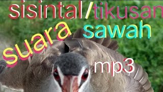 Suara sisintar/tikusan sawah😊👍👍