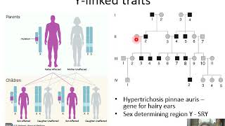 Ch. 7 X-Linked Genes and Sex Chromosomes - Part 1 - Sex chromosome inheritance