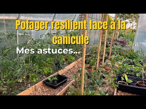 Potager, Bretagne, canicule, mes astuces pour que le potager soit résilient