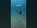 So cool watching the eagle ray swim through the bait ball 🌊 #freediving #hawaii #marinelife #ocean