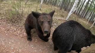 Бредут уставшие медведи домой.