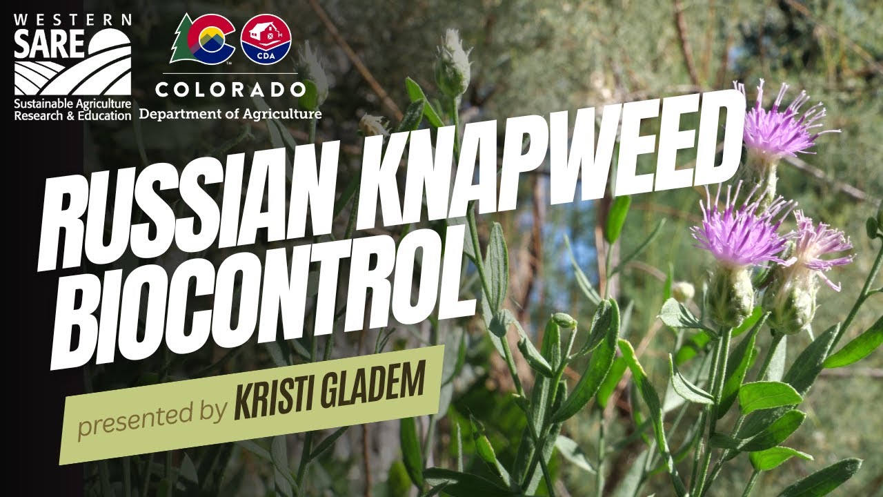 Russian Knapweed Control