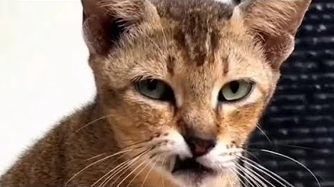 Video 11750731: laugh funnycats cat, laugh funny cat