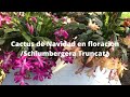 Cactus de Navidad en floracion :Schlumbergera Truncata