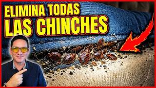 7 Formas de como eliminar todas las chinches dentro de tu hogar | Gio de la Rosa