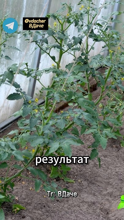 Что положить в лунку при посадке помидоров ? #огород #дача #сад сад ...