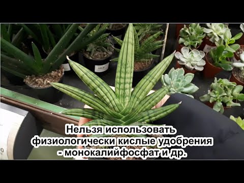 Видео: Зачем выращивать суккуленты: каковы некоторые преимущества суккулентов