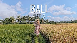 Bali: off the beaten path rice field walk in Ubud & flower baths