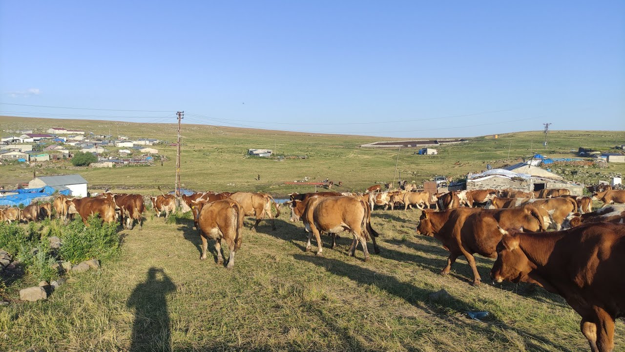 İNEK CENNETİ. Muhteşem beşlide doğumlar tamamlandı. 5 yavrumuzda dişi.Yaylada akşam. 