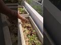 Firse Is Planter Me Bhindi Bo di #terracegarden #kitchengardening