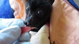 Baby Prancer's Confusing First Bat Lollies