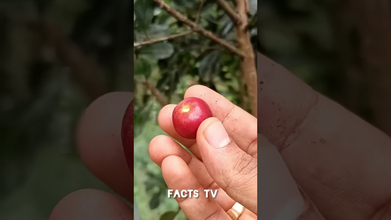India's Rare and unique wild fruits 