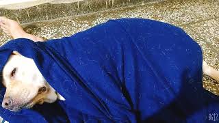 Sleeping After Getting Bath Dogs Our Best Friend