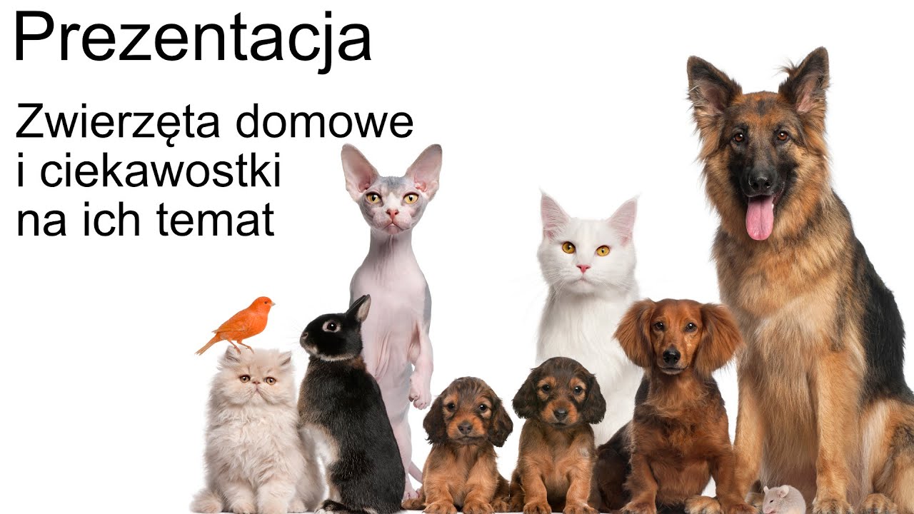 Prezentacja: Zwierzęta domowe i ciekawostki na ich temat - film