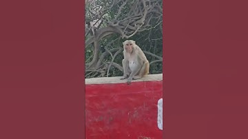 Monkey on wall | Monkey climbing tree #monkey #viralvideo #shortsviral #shortsfeed #shortsvideo #omg