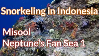 Neptune’s Fan Sea 1, Misool - Snorkeling in Indonesia @Ad0a0m