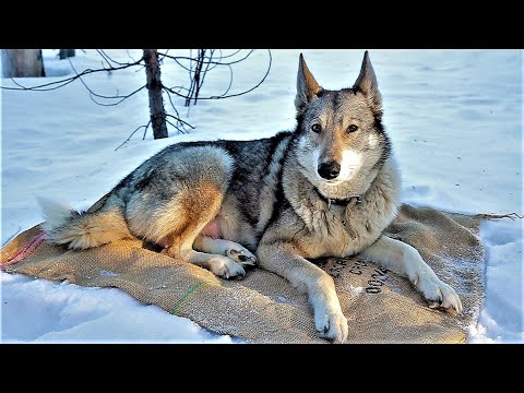 ПРОЖИЛ В ТАЙГЕ МЕСЯЦ, ПУРГА И ТАЙГА ОСТАЮТСЯ С НАМИ!!!